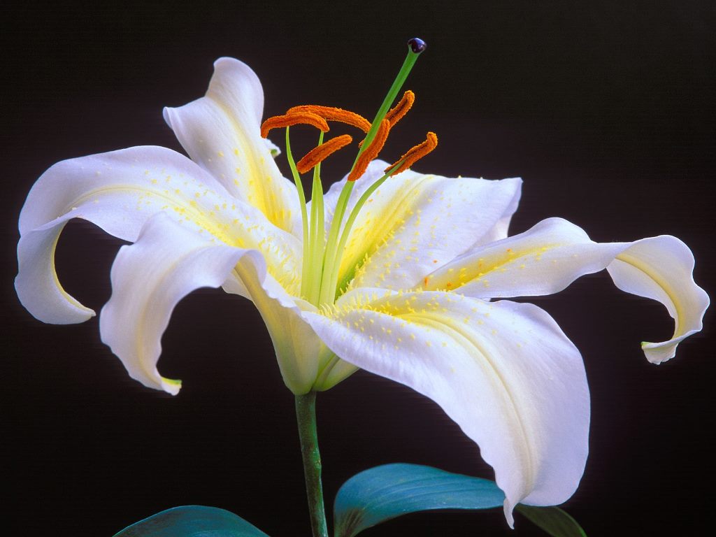 Lilly Flower2003